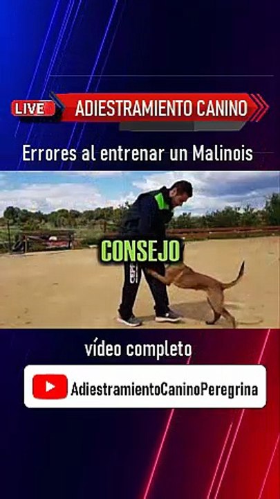Errores al entrenar un Pastor Belga Malinois