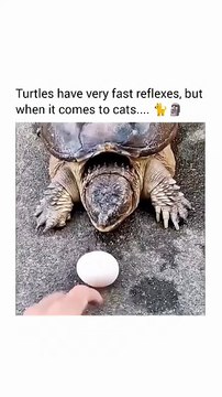 When a turtle attacks and a cat reacts, instinct collides with reflexes