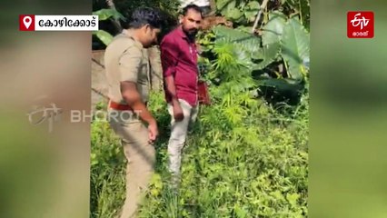 കോഴിക്കോട് നഗര ഹൃദയത്തിൽ 'മിനി കഞ്ചാവ് തോട്ടം'; കണ്ടെത്തിയത് ക്രിസ്‌മസ്, ന്യൂയർ മുന്നോടിയായി നടത്തിയ അന്വേഷണത്തിൽ