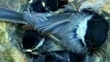 Beautiful Bird is laying eggs