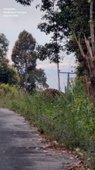 นักท่องเที่ยวระทึก เจอเสือโคร่งกลางถนน บนผารักษ์สลัดได