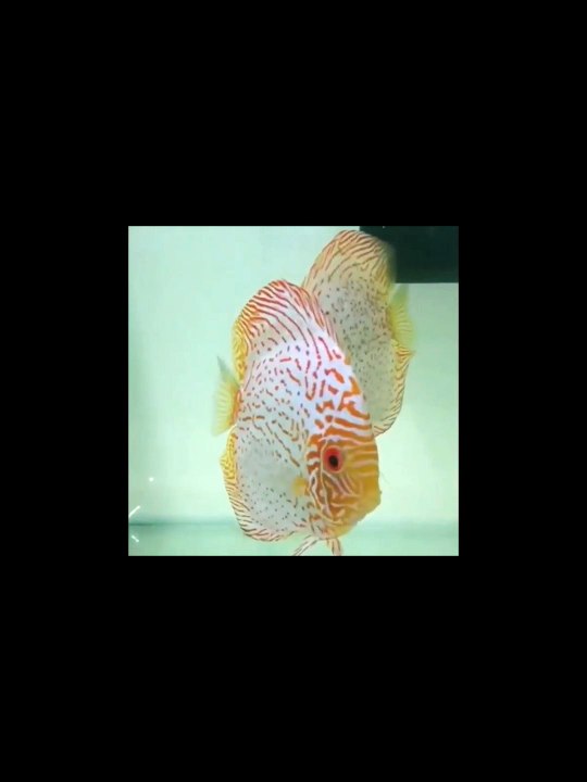 Discus Fish Baby (Breeding Fry)