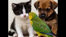 Funny Animal (Cat Parrot Dog)