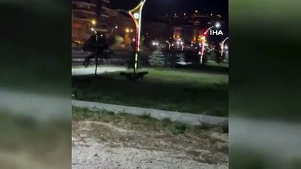 Gece şehir merkezine indiler! İki tilki oyun oynarken görüntülendi