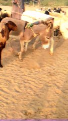 The donkeys are drawing water from the well.