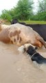 Dog swimming underwater|Cow swimming underwater