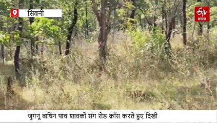 आगे मां जुगनू पीछे नन्हें शावक, पेंच के जंगल में टाइगर फैमिली की शाही वॉक