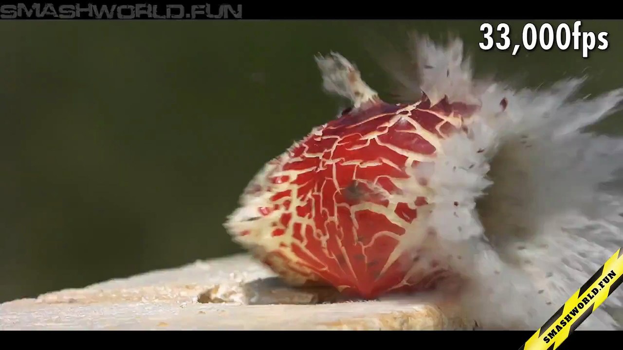 Shot at an apple with a shotgun
