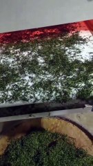 500mm high quality heating lamps shortwave infrared heating lamp