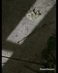 EL AURA SE VE MEJOR SIN AYUDA ARTIFICIAL ALREDEDOR DE SU CABEZA SI ESTÁ DESNUDA SIN TRAPOS LA PERSONA SE VERÁ EN TODO EL CUERPO