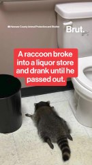 A raccoon broke into a liquor store and drank until he passed out.