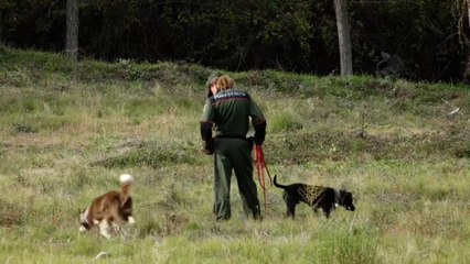 Los agentes caninos, aliados en el control de la peste porcina africana