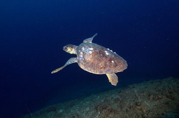 Doğu Akdeniz'in derinliklerindeki renkli dünya: İşte böyle görüntülendi!