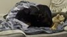 Doberman Pinscher Struggles to Cover Himself With Blanket
