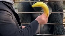 Gorilla Goes Crazy After Magician’s Banana Trick! 🐵🎩1