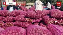 अलवर के प्याज की मांग बढ़ी: क्वालिटी में सुधार से भाव 800 रुपए प्रति मण तक पहुंचे