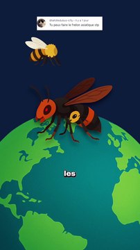 Tout le monde se trompe sur le frelon asiatique ! #frelon #asiatique #animaux #nature #humour