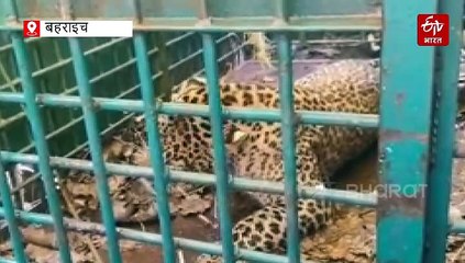 बहराइच में वन विभाग के पिंजरे में कैद हुआ नर तेंदुआ, बकरी का शिकार करने के लालच में फंसा, गुर्राता रहा