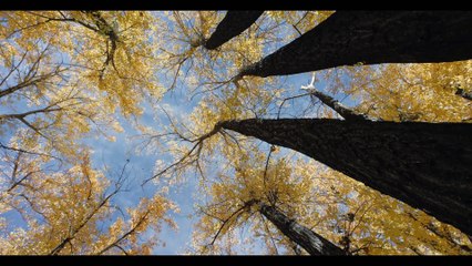 Saving Yellowstone with Dennis Quaid S01E02