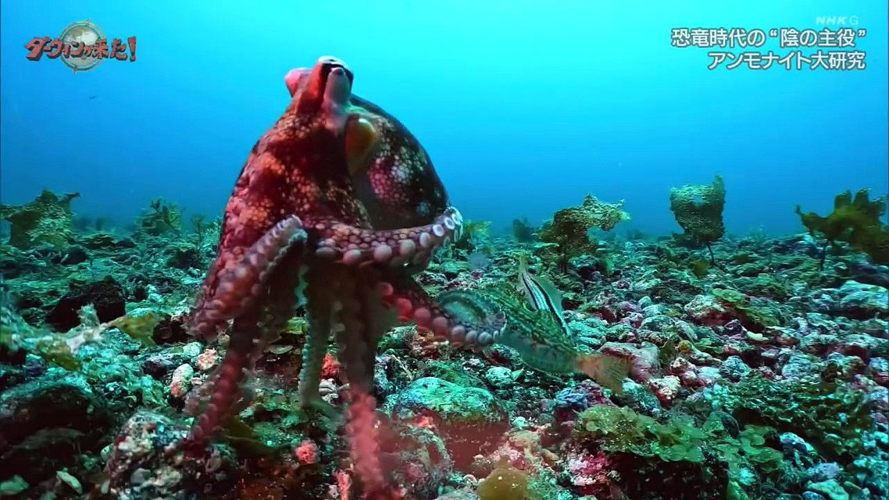 ダーウィンが来た！「恐竜時代の“陰の主役” アンモナイト大研究」