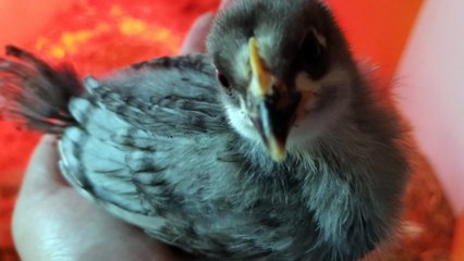 Extreme close up giving you the chance to check out this chick's elegant plumage. | #SparklegleamFarm #Chicken #homestead #farmanimals #cute