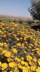 #reels tidili massfioua morocco