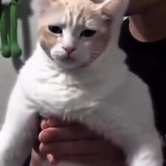 Funny Cats Movements For Cat lovers. Must Watch