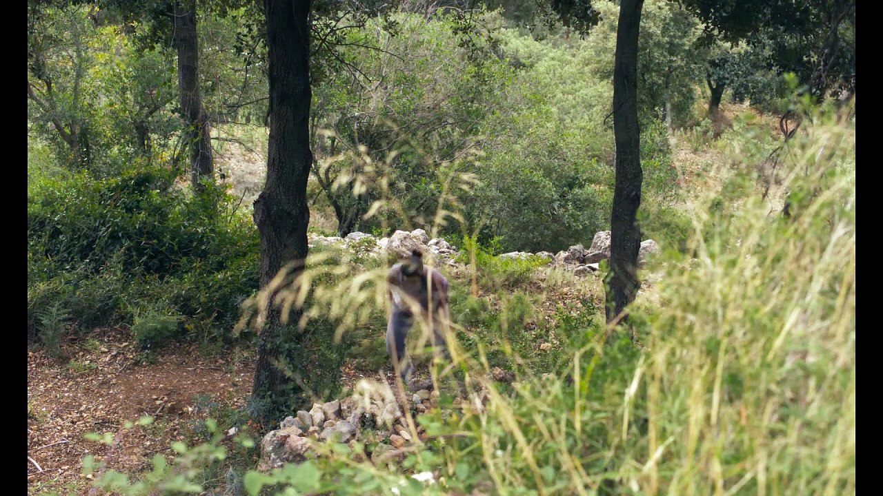 Los destellos - Trailer
