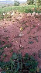 #reels tidili massfioua morocco