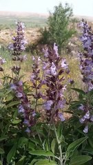 #reels tidili massfioua morocco