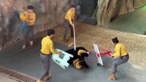 Ataque de oso negro a su cuidador en China