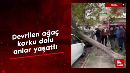 Bursa’da devrilen ağaç korku dolu anlar yaşattı