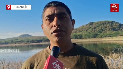 सर्वात लांब उडणारा 'बार टेल्ड गॉडविट' पक्षी अमरावतीच्या पाणवठ्यावर दाखल; सायबेरिया, अलास्का, टुंड्रा प्रदेशातला पक्षी पहिल्यांदाच विदर्भातला पाहुणा