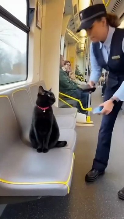 Who Invited the Cat?”
