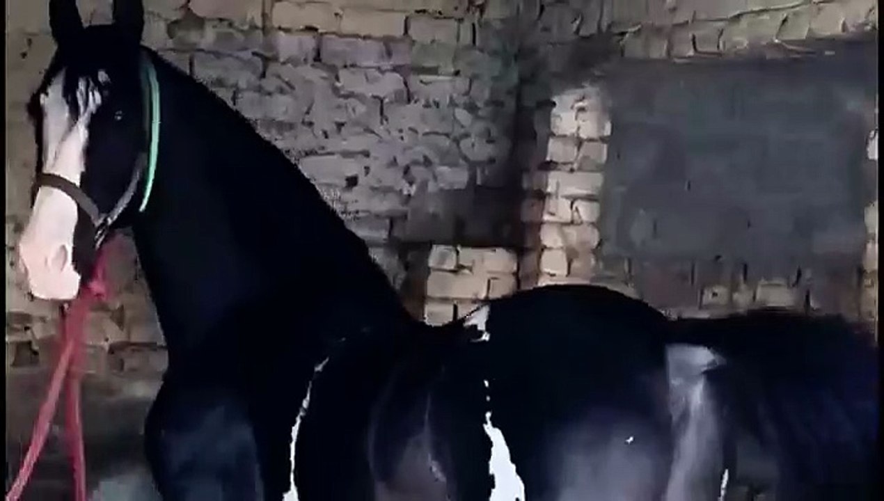 Beautiful black horse looking good.