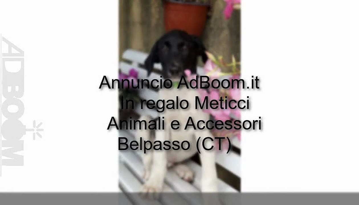 In regalo Meticci