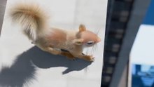 Why Squirrels Can Survive Free Falls 😮