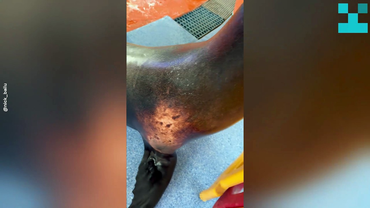 Sea Lion Lets Out Hilarious Roar in Unexpected Display of Silliness