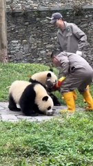 Chinese national treasure - the Giant Panda 27
