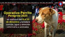 “Perrito Peregrino” busca evitar abandono de mascotas durante peregrinaciones a la Basílica