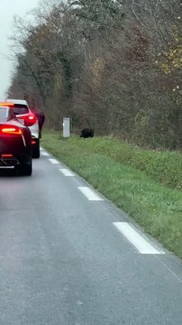 Un chasseur tire sur un sanglier au milieu d'une route, devant de nombreux automobilistes