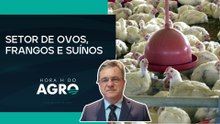 Associação apresenta balanço de 2025 e projeções para 2026 do setor de proteína animal | Hora H do Agro