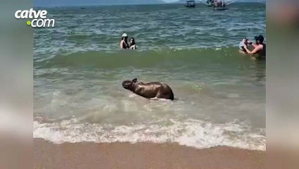 Capivara surpreende banhistas ao tomar banho de mar em praia de SC