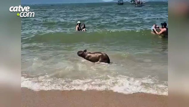 Capivara surpreende banhistas ao tomar banho de mar em praia de SC