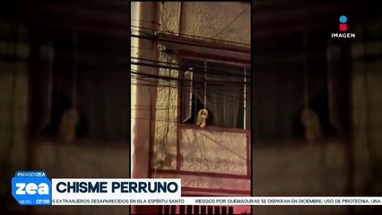 Perrito se roba la escena durante una emergencia atendida por bomberos