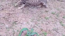 The cat's fearless attitude facing the Oriental Whip Snake.