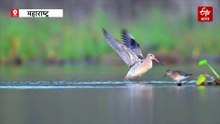 विदर्भ में दिखा दुर्लभ पक्षी बार-टेल्ड गॉडविट, सबसे लंबी दूरी तय करने वाला माग्रेटरी बर्ड