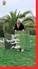 Pagal Bana Rahe Hai Larki