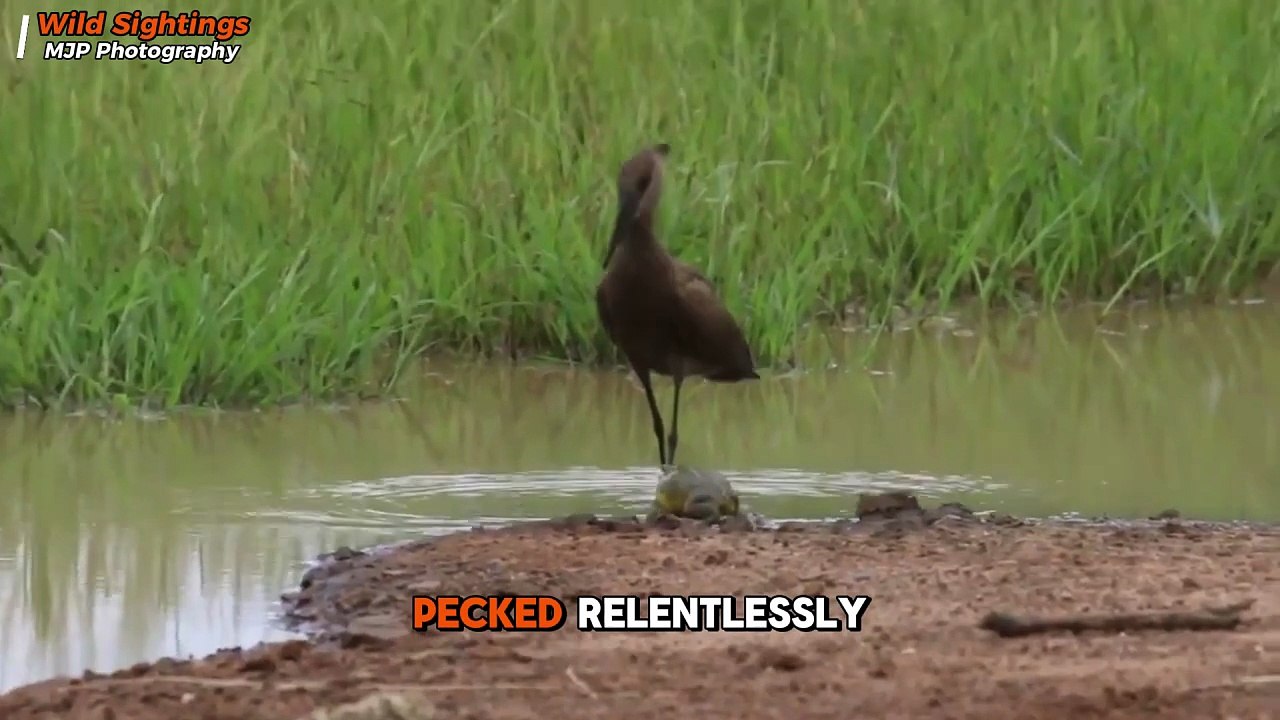 Fearless Bullfrog ATTACKS Giant Bird to Escape – Unbelievable Showdown ...