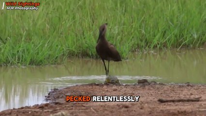 Fearless Bullfrog ATTACKS Giant Bird to Escape – Unbelievable Showdown!